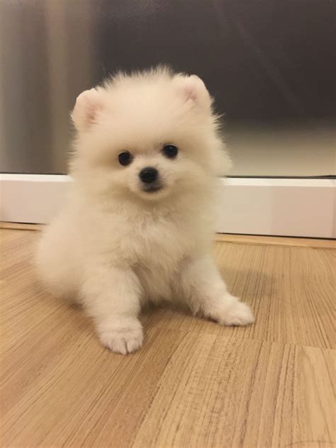 Pomeranian puppies for sale craigslist - Find Pomeranian Puppies and Breeders in your area and helpful Pomeranian information. All Pomeranian found here are from AKC-Registered parents.